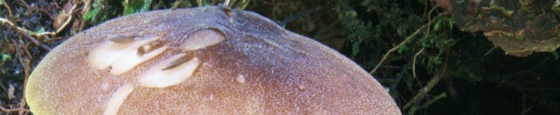 bellissimo e difficile qiuz